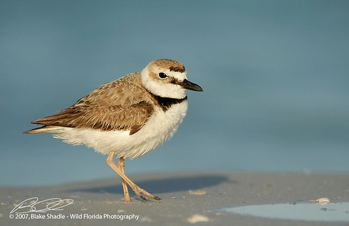 Wilson's Plover, Copyright 2007 Blake Shadle