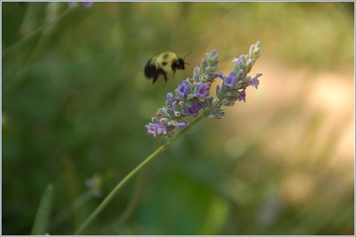 Bzzzzzzz!