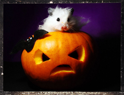 hamster halloween