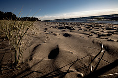  Beach Grasses by Arace