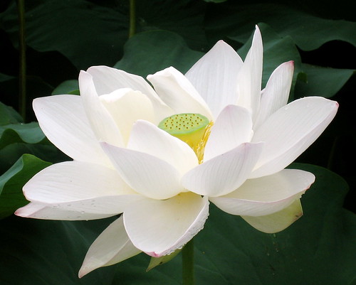 زهرة اللوتس ( Lotus Flower)