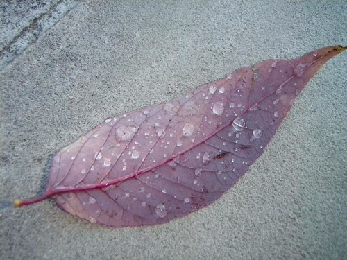 leaves after rain