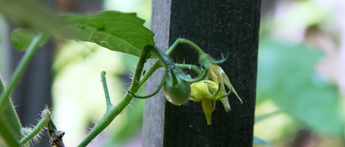 first baby tomato