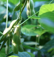 soybeans 3