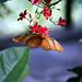 Amy Ta: Butterfly