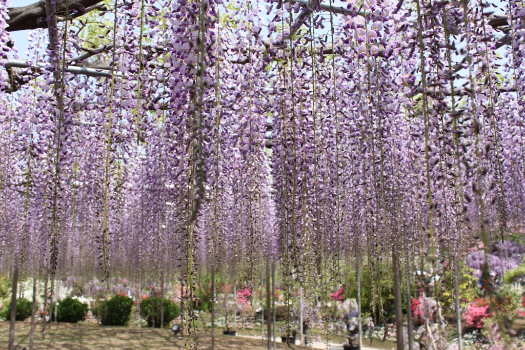 A Japan photo:Ashikaga Flower Park,Tochigi