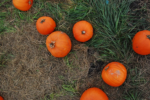 pumpkin hunting