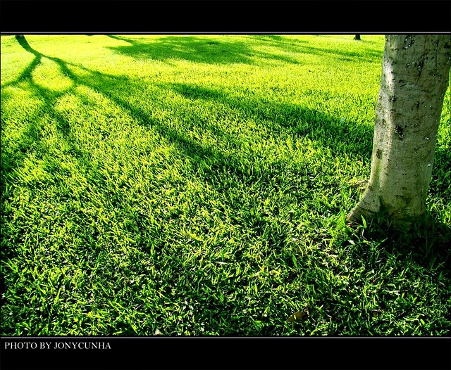 SOMBRA VERDE - Green Shadow