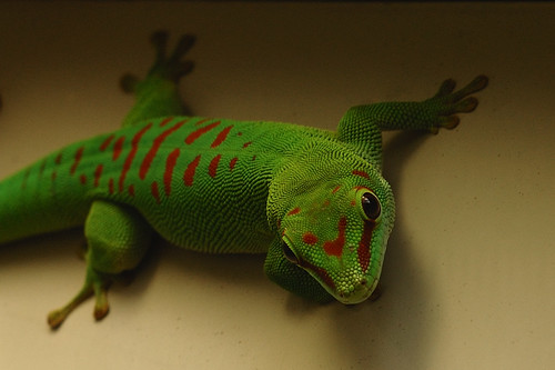 Image result for madagascar giant day gecko