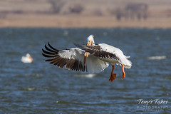 American White Pelican fishing sequence - 3 of 20