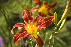 wisconsin_lily