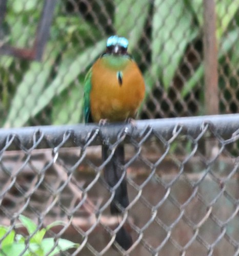 Lunada 16 abril 2016- Zoo Simón Bolívar