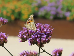 Distelfalter (Vanessa cardui) - Enz /Mühlacker