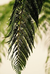 Anglų lietuvių žodynas. Žodis silver tree fern reiškia sidabro paparčio medis lietuviškai.