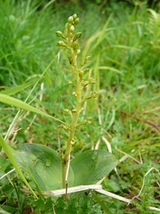 Twayblade • <a style="font-size:0.8em;" href="http://www.flickr.com/photos/27734467@N04/26627611026/" target="_blank">View on Flickr</a>