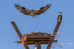 Male Osprey tosses grass toward its nest - Sequence - 16 of 19