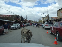 Bloqués par un âne sur la Route 66...