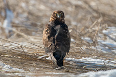 Female Northern Harrier. Adams County, Colorado.