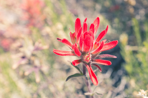 Red Flower.