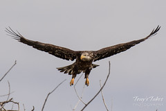 Juvenile Bald Eagle struggles to land - 16 of 27