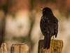 Amsel • <a style="font-size:0.8em;" href="http://www.flickr.com/photos/55428297@N00/26669517051/" target="_blank">View on Flickr</a>