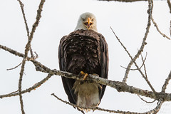 Bald Eagle makes some noise. Longmont, Colorado.
