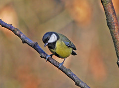 Great Tit poised !