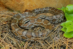 Great Plains Ratsnake (Pantherophis emoryi)