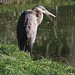 Heron at the Brooklyn Botanic Garden's Japanese Garden, 1/3/16, day 3 of my #365project • <a style="font-size:0.8em;" href="http://www.flickr.com/photos/124925518@N04/23586865753/" target="_blank">View on Flickr</a>