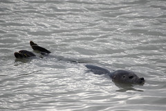 Phoque sauvage / Wild seal