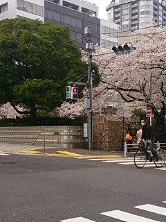 桜が綺麗な時です。こちらの物件の特徴は、...