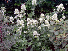 Centranthus ruber 'Albus'