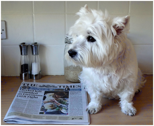 So, what's the important news today? Oh, look there's a Westie on the front page!