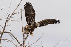 Juvenile Bald Eagle struggles to land - 1 of 27