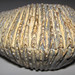 Rastellum carinatum fossil oyster (Upper Cretaceous; Marovoay, Madagascar) 1