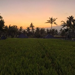 Sunset in Ubud