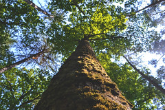 Anglų lietuvių žodynas. Žodis tree-trunk reiškia n medžio kamienas lietuviškai.
