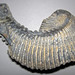 Rastellum carinatum fossil oyster (Upper Cretaceous; Marovoay, Madagascar) 6