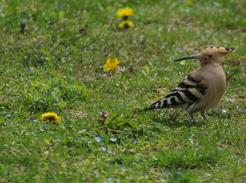 Hoopoes are back.3