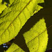 Leaves and Shadows • <a style="font-size:0.8em;" href="http://www.flickr.com/photos/124925518@N04/26172417183/" target="_blank">View on Flickr</a>