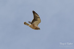 Swainson's Hawk threatens Great Horned owl nest