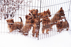 snow puppies fb