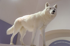 Der Wolf @ Jagdmuseum Schloss Stainz