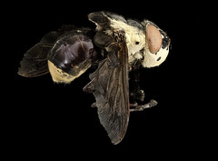 Anglų lietuvių žodynas. Žodis warble fly reiškia warble skristi lietuviškai.