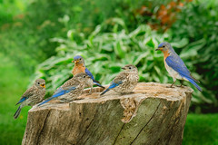 Bluebird Family Outing
