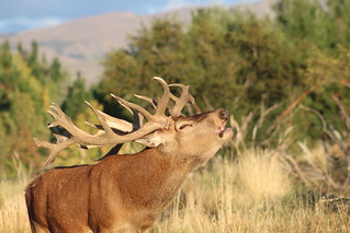 Argentina Luxury Red Stag Hunting - Patagonia 3