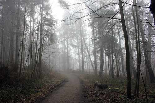 Wald im Nebel (12) • <a style="font-size:0.8em;" href="http://www.flickr.com/photos/69570948@N04/25042917080/" target="_blank">Auf Flickr ansehen</a>