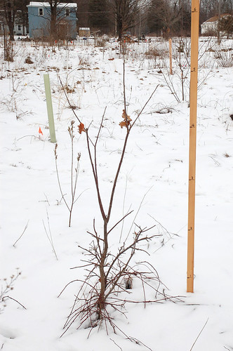 Oikos Chestnut, Planted 2012 <a style="margin-left:10px; font-size:0.8em;" href="http://www.flickr.com/photos/91915217@N00/24492157483/" target="_blank">@flickr</a>