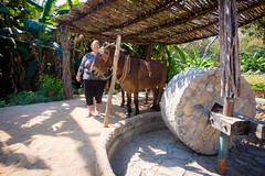 Patti standing beside the mules at Los Osuna.