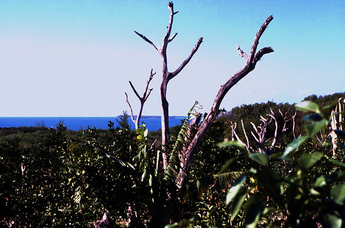 Bahamas 1989 (370) Eleuthera • <a style="font-size:0.8em;" href="http://www.flickr.com/photos/69570948@N04/24334755151/" target="_blank">Auf Flickr ansehen</a>